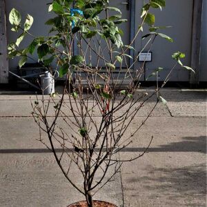 Viburnum × bodnantense 'Charles Lamont' 150-175 cm